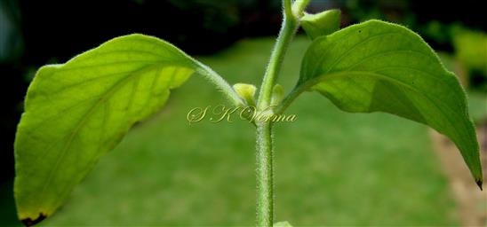  Leaves
